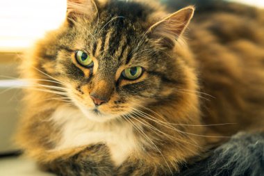 Yeşil Gözlü Yumuşak Kedi 'nin Yakın Çekimi. Güzel Uzun Saçlı Kedi Yoğun Bakışlı