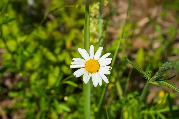 Sunlit Meadow 'da Taze Bahar Daisy Çiçeği. Yeşil Çimenlerin Ortasında Parlak Sarı Merkezli Tek Beyaz Yaban Çiçeği Macro Çekimi