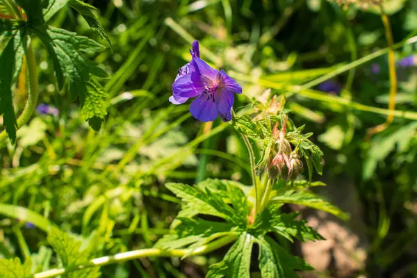 Canlı Mor Yaban Çiçeği yemyeşil çayırda açıyor. Doğal Yaşam Alanında Güneş Işığı Altında Hassas Geranium Çiçeğinin Yakın Çekimi.