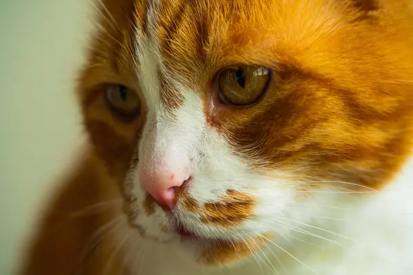 Yaramazlık Yapan Zencefilli Kedi Komplosu Macerası. Gözlerinde muzip bir parıltı olan kızıl bir kedi, tetikte ve harekete geçmeye hazır..