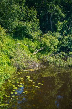 Sessiz Nehir 'de Lily Pads ve Overhang Green Vegetation var. Huzurlu Doğa Sahnesi Bir Orman Nehrinin Güzelliğini Yakalıyor.