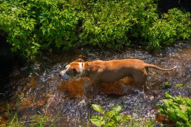 Amerikan Staffordshire Teriyeri Temiz Orman Nehrinin Tadını Çıkartıyor. Resimli Doğal Ayarlarda Köpek Macerası.