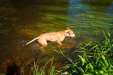 American Staffordshire Teriyeri Sıcak Yaz Günü 'nde Nehirde Serinliyor. Çimenlerle çevrili Doğal Yeşil Su 'da Neşeli Köpek Yüzüşü