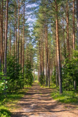 Majestic Pine Forest Trail: açık hava macerası bekliyor. Sahne Çamuru, el değmemiş vahşi doğada, Evergreens 'in içinden geçer.