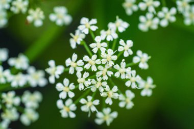 Çiçek açan narin Beyaz Elder Çiçekleri: Makro Doğa Fotoğrafçılığı. Bulanık Yeşil Arkaplan Karşısında Sambucus Çiçek Kümesinin Kapanışı