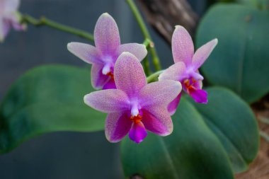 Blooming Pembe Phalaenopsis Orkideleri: Doğal Ayarlarda Tropikal Çiçekler