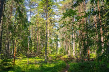 Diagonal Fallen Pine 'ı olan Evergreen Ormanı. Ağaçların Arasında Güneş Işığı Süzülen Huzurlu Vahşi Yaşam Sahnesi.