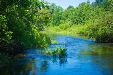 Yeşil bir ormanda akan Idyllic Nehri. Bir Yaz Gününde Bereketli Bitkilerle Sakin Dere.