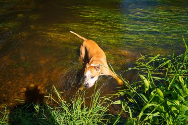 American Staffordshire Teriyeri Sıcak Yaz Günü 'nde Nehirde Serinliyor. Çimenlerle çevrili Doğal Yeşil Su 'da Neşeli Köpek Yüzüşü