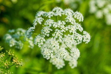 Narin Beyaz Kraliçe Anne 'in Çiçek Çiçeği. Lacy Umbel 'in Canlı Yeşil Arkaplan Çiçeklerine Karşı Yakın plan.