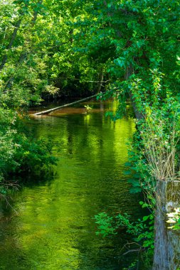 Bakire Doğa Rezervi 'ndeki Verdant Riverside Manzarası. Sakin Sular Dokunulmamış Ormanda Canlı Yapraklar