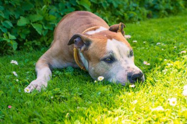 Amerikan Staffordshire Teriyeri Güneşi İçe Çekiyor. Neşeli bir Amerikan Staffordshire Teriyeri, bir brindle ve beyaz ceket ile, gün ışığında rahat bir şekilde uzanıyor.