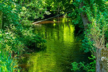 Bakire Doğa Rezervi 'ndeki Verdant Riverside Manzarası. Sakin Sular Dokunulmamış Ormanda Canlı Yapraklar