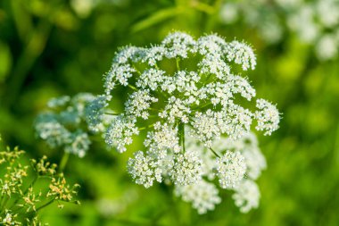 Narin Beyaz Kraliçe Anne 'in Çiçek Çiçeği. Lacy Umbel 'in Canlı Yeşil Arkaplan Çiçeklerine Karşı Yakın plan.