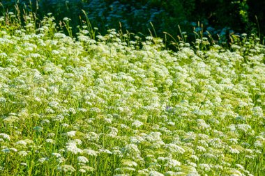 Vahşi Havuç Çiçekleri 'nin dingin manzarası. Zarif Umbels Genişletici Alanı Ölümcül Doğal Duvar Halısı Oluşturur