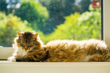 Yumuşak Evcil Kedi Sunny Windowsill 'de uzanıyor. Uzun Saçlı Kedi Kapalı Salonda Rahatlıyor Yeşilli Yeşil Arkaplan