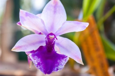 Zarif Mor Orkide: Yumuşak Lavanta Yapraklı Tropik Çiçek ve Derin Mor Merkez