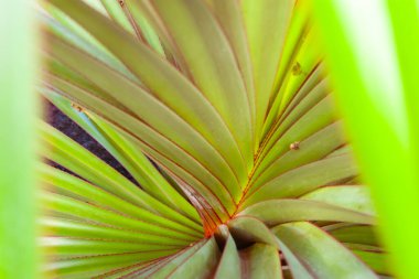 Canlı Palm Frond Yakın plan: Doğanın Geometrik Harikası. Tropikal Palmiye Yaprağı Gösterimi Radyal Simetri ve Canlı Yeşil Renkler Macro Görünümü