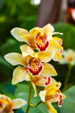 Elegant Yellow Cymbidium Orchids in Full Bloom. Close-up of Exotic Boat Orchids Showcasing Vibrant Red Lips and Delicate Petals clipart