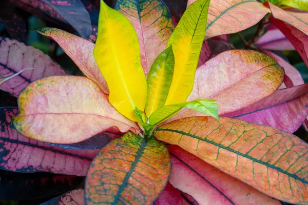 Egzotik Croton Bitkisi Çok Renkli Yaprak Paleti. Garden Croton 'un çarpıcı çeşitliliğinin parlak gölgeleriyle Macro Manzarası