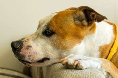 Ev Ayarları 'nda düşünceli Amstaff Köpeği. İçerde dinlenen düşünceli bir Amerikan Staffordshire Terrier profili