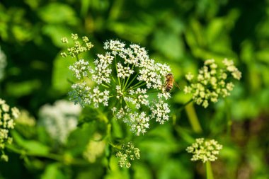 Narin Beyaz Kraliçe Anne 'in Çiçek Çiçeği. Lacy Umbel 'in Canlı Yeşil Arkaplan Çiçeklerine Karşı Yakın plan.