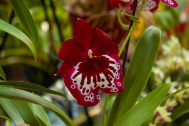 Exotic Miltonia Orchid Blooming in Vivid Burgundy and White. Close-up of Pansy Orchid Showcasing Intricate Spotted Pattern clipart