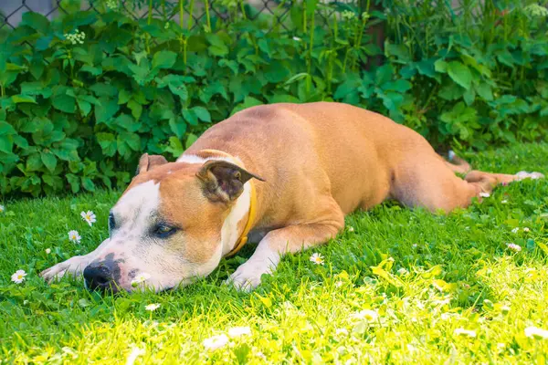 Amerikan Staffordshire Teriyeri Güneşi İçe Çekiyor. Neşeli bir Amerikan Staffordshire Teriyeri, bir brindle ve beyaz ceket ile, gün ışığında rahat bir şekilde uzanıyor.