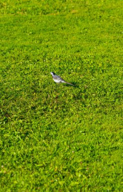 Lush Green Lawn 'da tek kişilik vagon. Canlı otların arasına tünemiş küçük kuş, doğanın kontrastını gözler önüne seriyor.