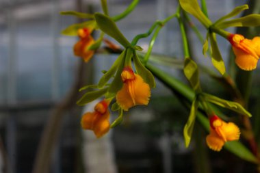 Yeşil Kök 'te egzotik turuncu orkideler açıyor. Bulanık Arkaplan ile Narin Tropikal Çiçeklerin Yakın Çekimi