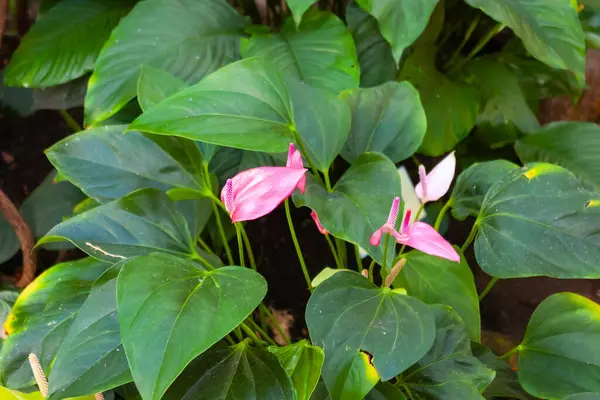 stock image Elegant Anthurium Blooms Nestled in Heart-Shaped Leaves. Exotic Flamingo Flower Showcases Nature's Artistry