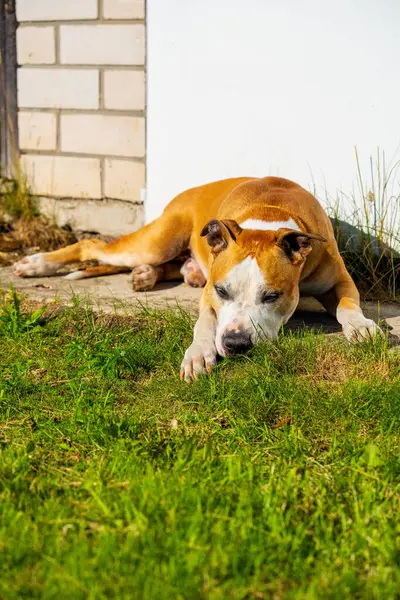 American Staffordshire Terrier arka bahçede dinleniyor. Nazik Pitbull-tipi Köpek Yastığı Çimen Evi 'nin yanında
