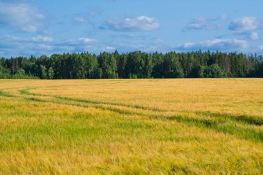 Mavi Gök Altında Lush Ormanı ile çevrili Altın Buğday Tarlası. Manzaralı Kırsal Manzara Tarımsal Güzellik ve Doğal Uyum Gösterimi