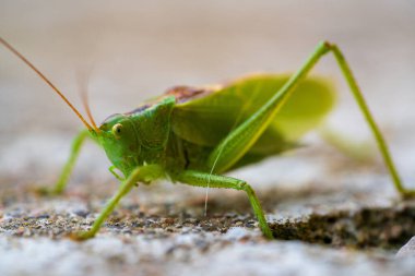 Majestic Grasshopper, Rocky Ground 'a canlı olarak poz veriyor. Yeşil Çekirge Hassas Özelliklerini Vurgulayan Makro Görüntü