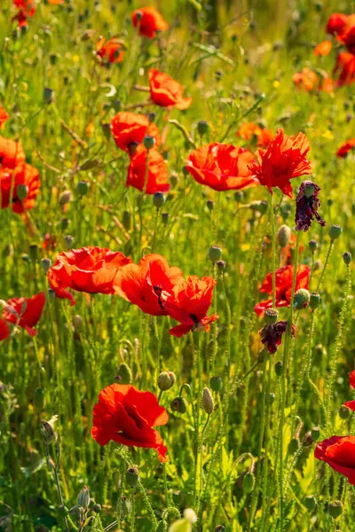 Sunlit Meadow 'da canlı kırmızı gelincikler. Vahşi Çiçekler Alanı Tamamen Çiçek Açtı