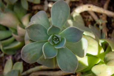 Yumuşak lşıkta Echeveria Sulu. Soluk Yeşil Rosette şekilli çöl bitkisinin yakın çekimi.