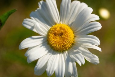 Sunlit Meadow 'da Taze Bahar Daisy Çiçeği. Yeşil Çimenlerin Ortasında Parlak Sarı Merkezli Tek Beyaz Yaban Çiçeği Macro Çekimi