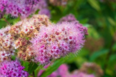 Canlı Pembe Spirea Çiçeği yakın plan. Yumuşak Çiçek Plumes Hassas Yapraklar ve Karmaşık Ayrıntılarla Patlıyor