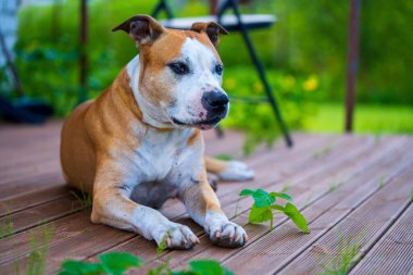 Nazik Amerikan Staffordshire Teriyeri Ahşap Veranda 'da dinleniyor. Sadık Dost Köpek Ev Bahçesi 'nde Doğayı Soyuyordu