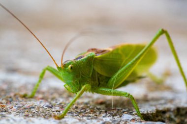 Majestic Grasshopper, Rocky Ground 'a canlı olarak poz veriyor. Yeşil Çekirge Hassas Özelliklerini Vurgulayan Makro Görüntü