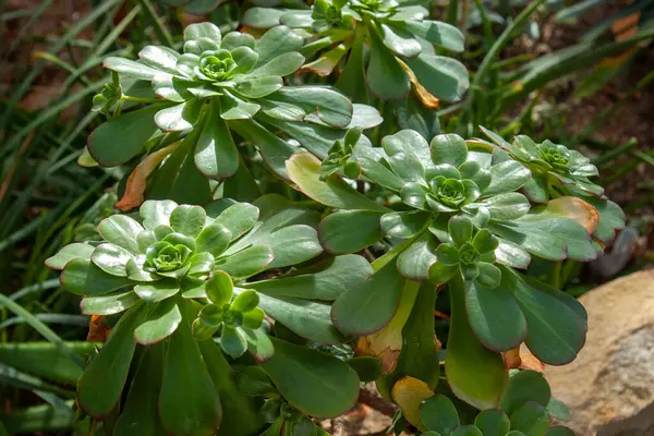 Rocky Arazisinde Egzotik Çöl Gülü Sulu. Belirgin Spiral Büyüme Desenli Aeonium Bitkilerinin Makro Görünümü