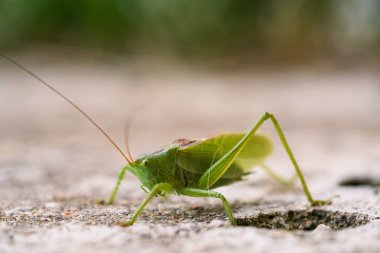 Majestic Grasshopper, Rocky Ground 'a canlı olarak poz veriyor. Yeşil Çekirge Hassas Özelliklerini Vurgulayan Makro Görüntü