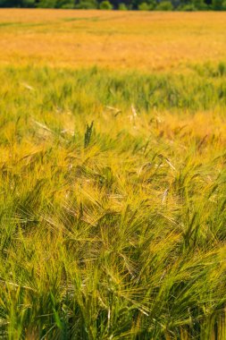 Verdant Sea of Barley Salıncakta Sallanıyor. Olgun Tahıl Kafalarının Yakın Çekimi Kırsal Tarım Alanında Hasat İçin Hazır