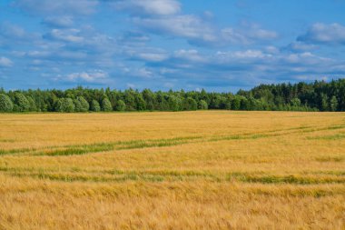 Mavi Gök Altında Lush Ormanı ile çevrili Altın Buğday Tarlası. Manzaralı Kırsal Manzara Tarımsal Güzellik ve Doğal Uyum Gösterimi