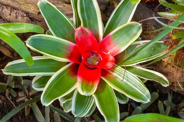 Kızıl Merkez ve Yeşil Rosette ile çarpıcı Tropikal Bromeliad. Doğal Yaşam Alanında Gelişen Egzotik Neoregelia Türleri