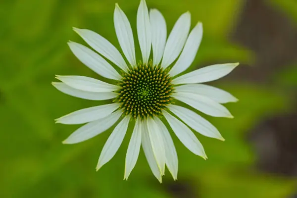 Sersemletici Beyaz Echinacea Çiçeği Canlı Yeşil Arkaplan Karşısında Çiçek Açtı. Coneflower Yaprakları ve Geometrik Merkezi 'nin Kapanışı, Doğa ve Bahçe Tutkuları İçin Mükemmel