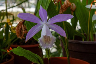 Exotic Pleione Flower: Nature's Lavender Star in a Potted Garden. Stunning Close-up of a Tropical Orchid's Intricate Blossom and Foliage clipart