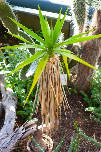 stock image Rare Pachypodium Plant with Striking Green Leaves and Fibrous Trunk. Exotic Madagascar Palm with Dried Fronds in Cactus Garden