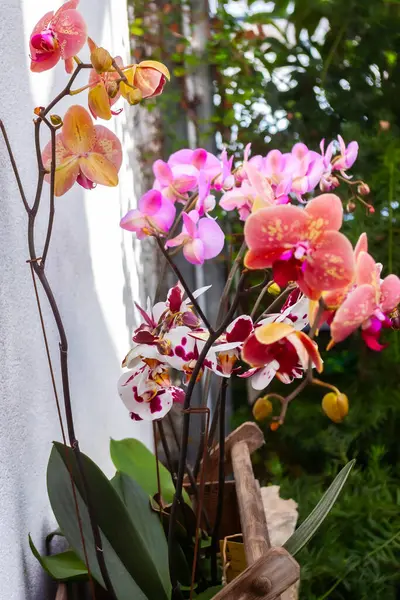 Zarif Orkide Koleksiyonu: Bloom 'daki Phalaenopsis Türlerinin Çarpıcı Dizisi. Tropikal Çiçeklerin Güzel Karışımı Beyaz Duvara Karşı Doğanın Paletini Gösteriyor