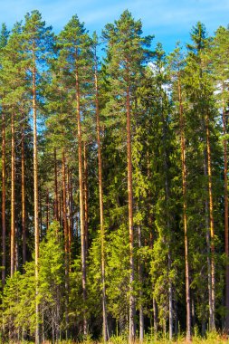 Görkemli Finlandiya Çam Ormanı gökyüzüne ulaşıyor. Güneş Işığı Kozalaklı Ağaçlar Kuzeydeki Yabanda Yeşillik Örtü Oluşturdu